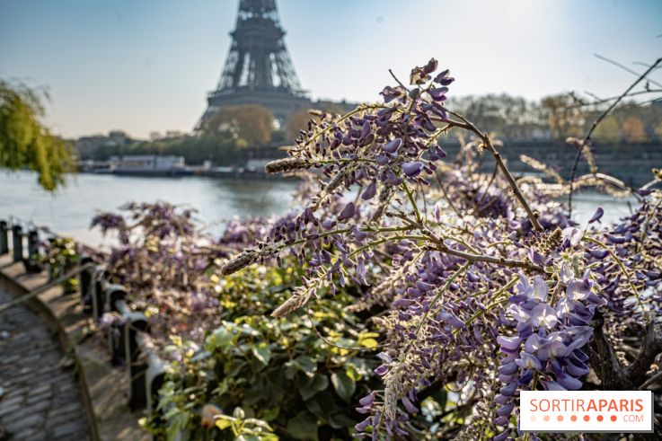 Visuel Paris glycine Tour Eiffel Seine
