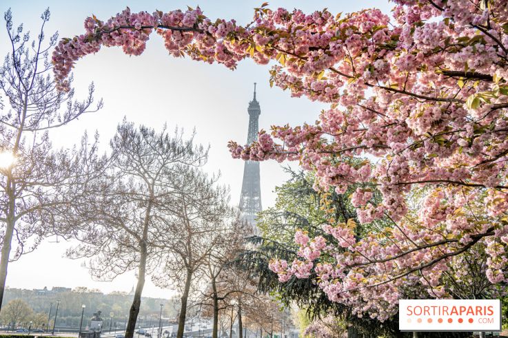 Visuel Paris Tour Eiffel cerisiers en fleurs