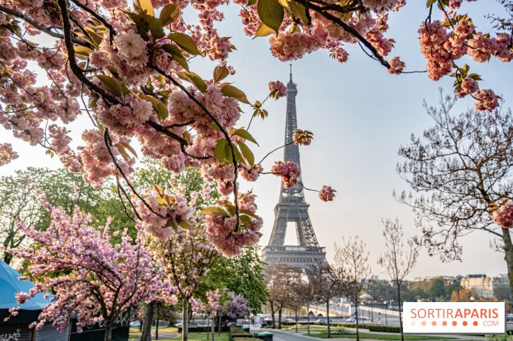 Visuel Paris Tour Eiffel cerisiers en fleurs