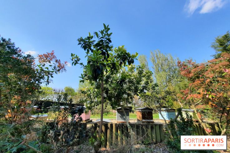 Visuel Paris - rucher