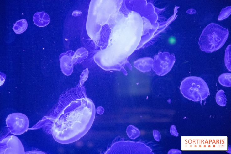 L'Aquarium de Paris ouvre son Médusarium