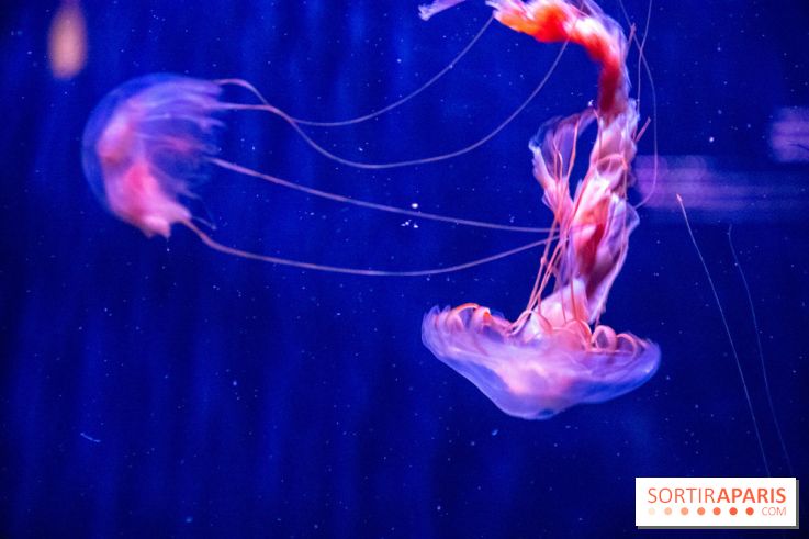 L'Aquarium de Paris ouvre son Médusarium