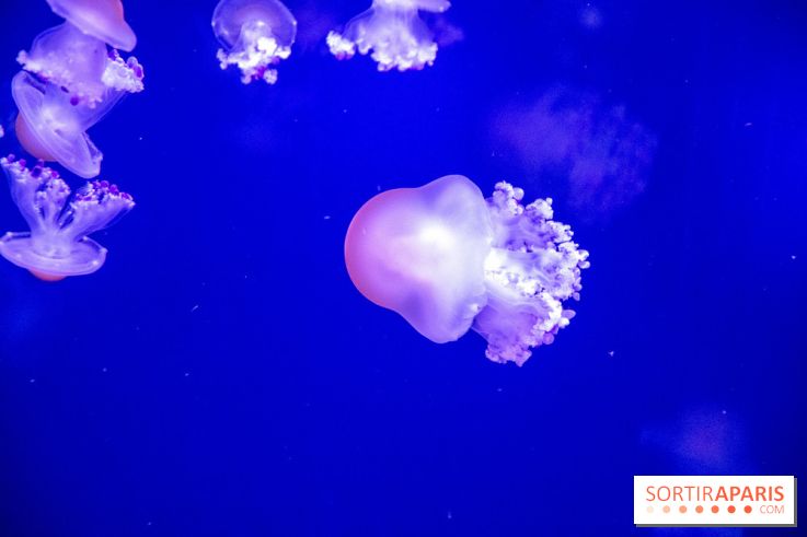 L'Aquarium de Paris ouvre son Médusarium