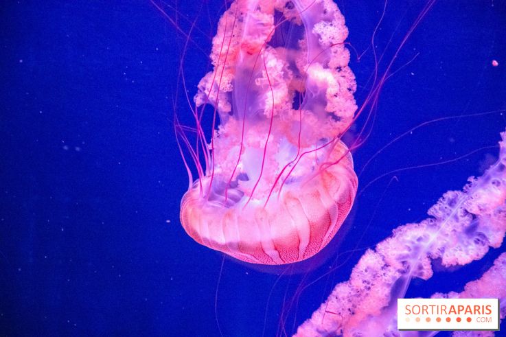 L'Aquarium de Paris ouvre son Médusarium