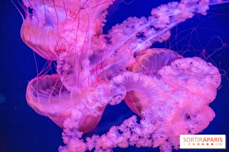 L'Aquarium de Paris ouvre son Médusarium
