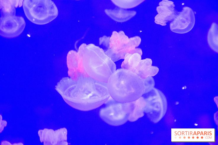L'Aquarium de Paris ouvre son Médusarium