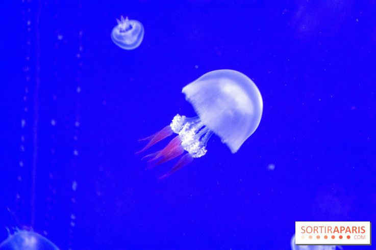 L'Aquarium de Paris ouvre son Médusarium