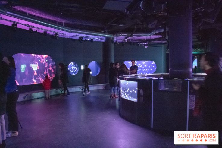 L'Aquarium de Paris ouvre son Médusarium