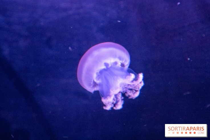 L'Aquarium de Paris ouvre son Médusarium