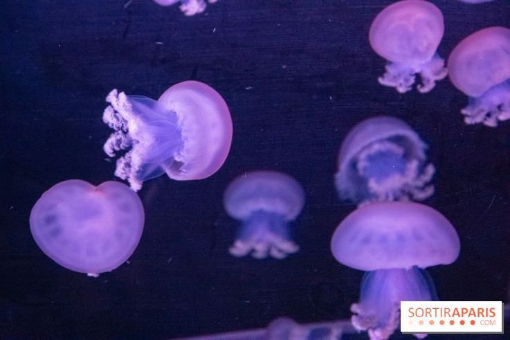 L'Aquarium de Paris ouvre son Médusarium