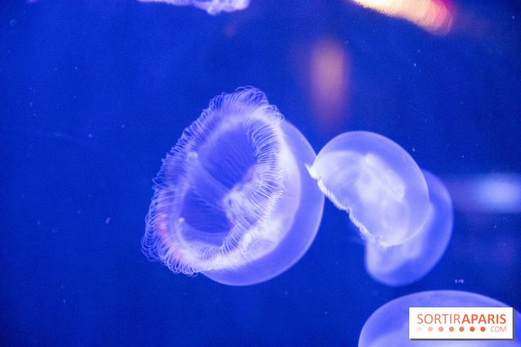 L'Aquarium de Paris ouvre son Médusarium