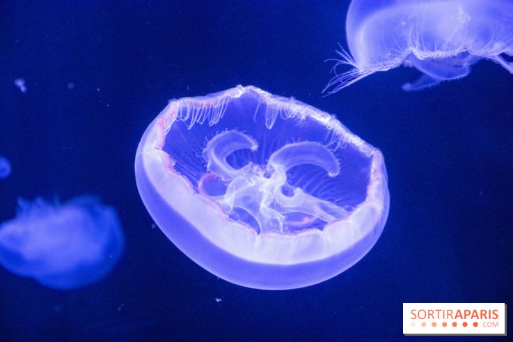 L'Aquarium de Paris ouvre son Médusarium