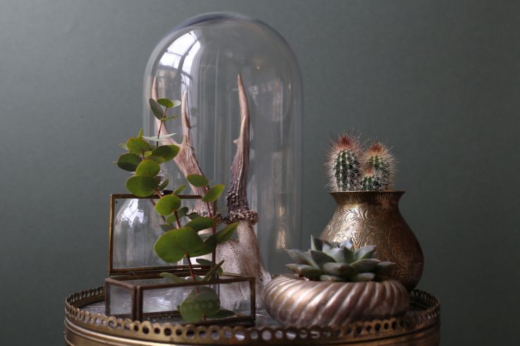 The Blond Cactus, quand le cactus passe en mode vintage