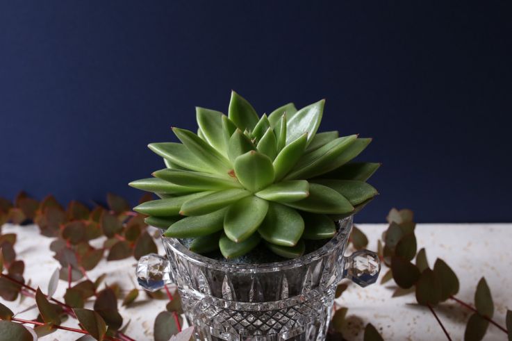 The Blond Cactus, quand le cactus passe en mode vintage