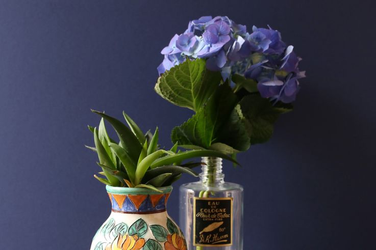 The Blond Cactus, quand le cactus passe en mode vintage