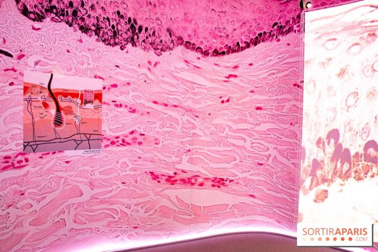 Dans ma peau au Musée de l'Homme : nos photos