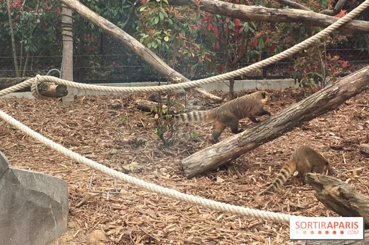 Parc Zoologique de Paris : les coatis roux