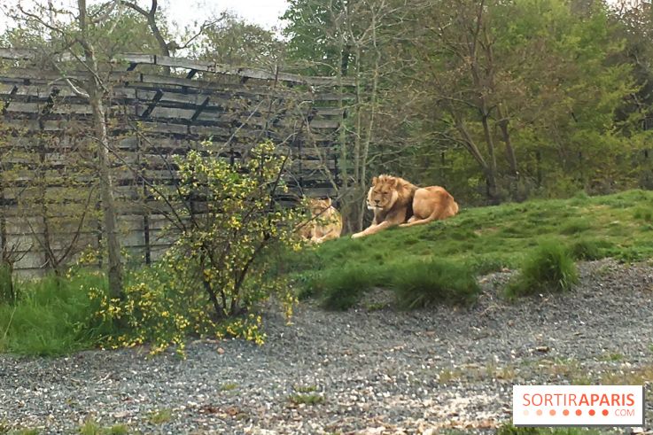 Parc Zoologique de Paris 2019