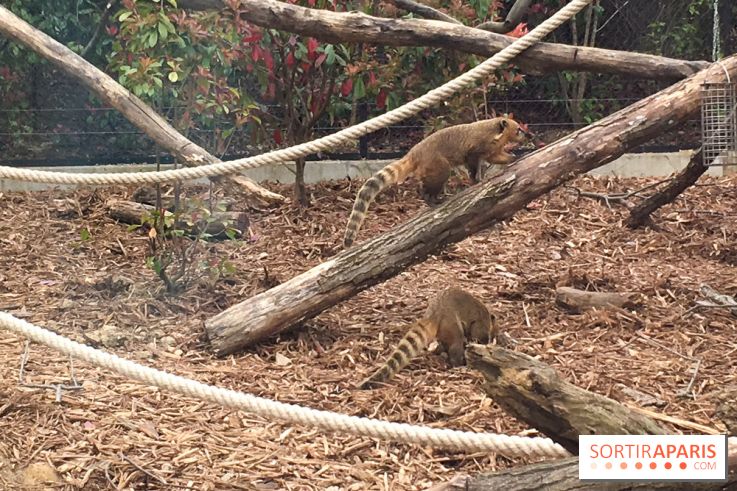 Parc Zoologique de Paris 2019