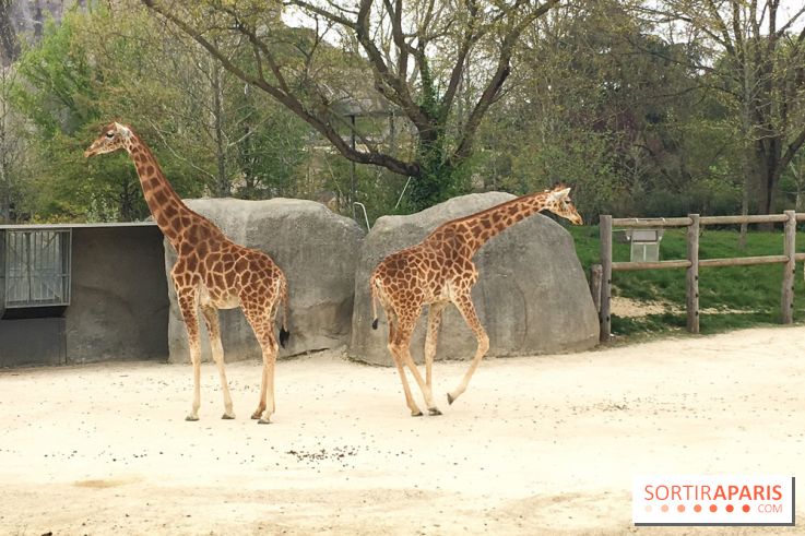 Parc Zoologique de Paris 2019