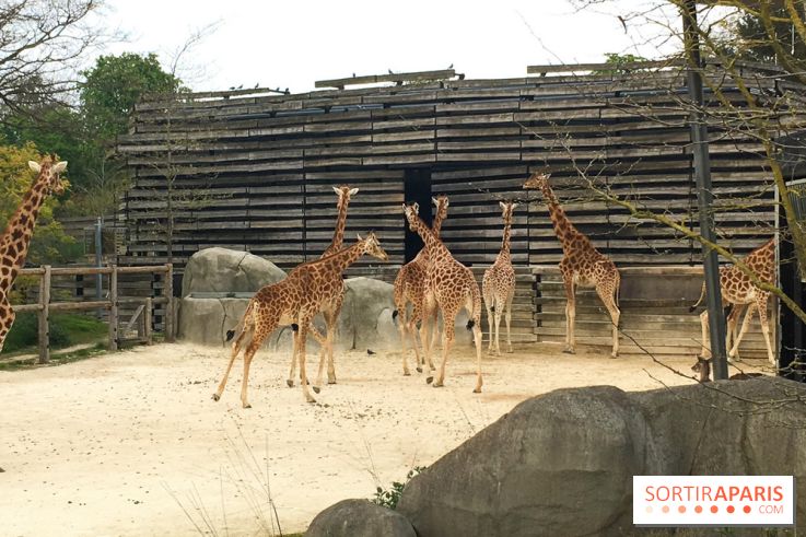 Parc Zoologique de Paris 2019