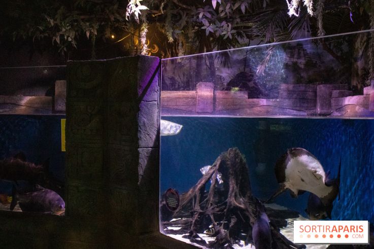 Les petits déjeuners avec les manchots de l'aquarium Sea Life