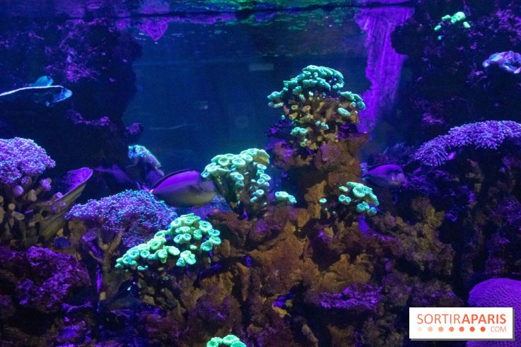 Les petits déjeuners avec les manchots de l'aquarium Sea Life