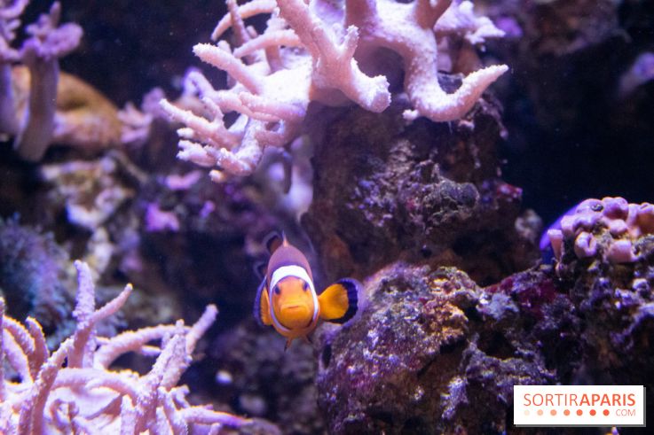 Les petits déjeuners avec les manchots de l'aquarium Sea Life