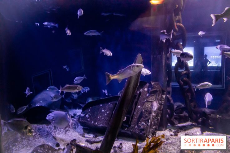 Les petits déjeuners avec les manchots de l'aquarium Sea Life
