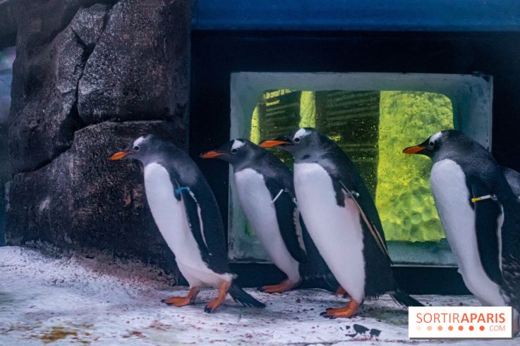 Les petits déjeuners avec les manchots de l'aquarium Sea Life