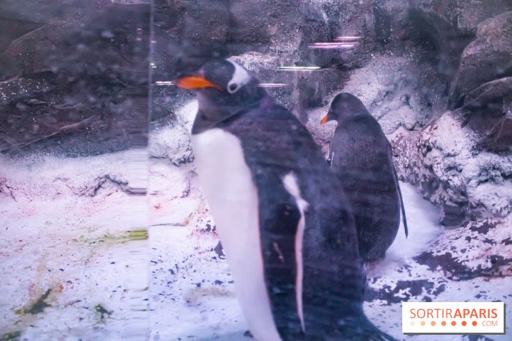 Les petits déjeuners avec les manchots de l'aquarium Sea Life