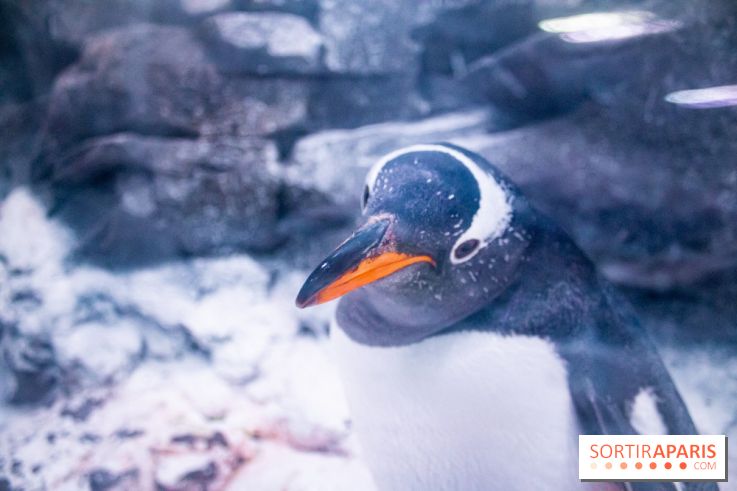 Les petits déjeuners avec les manchots de l'aquarium Sea Life