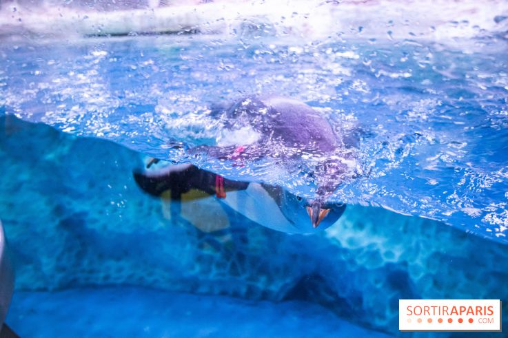 Les petits déjeuners avec les manchots de l'aquarium Sea Life