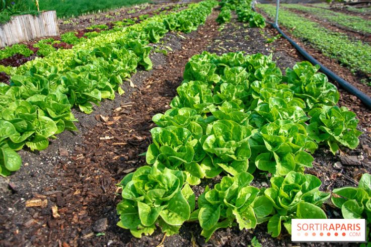Le Château de Chambord fête ses 500 ans : le programme des festivités