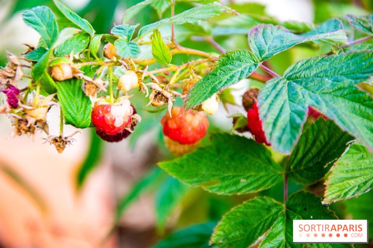 Le Château de Chambord fête ses 500 ans : le programme des festivités