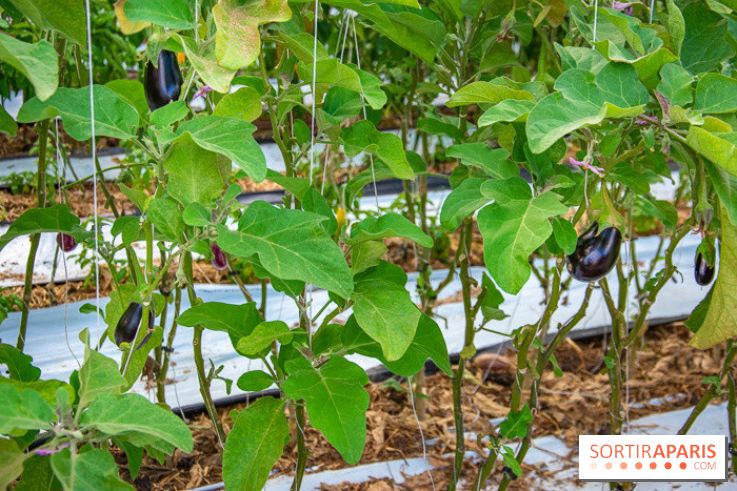 Le Château de Chambord fête ses 500 ans : le programme des festivités