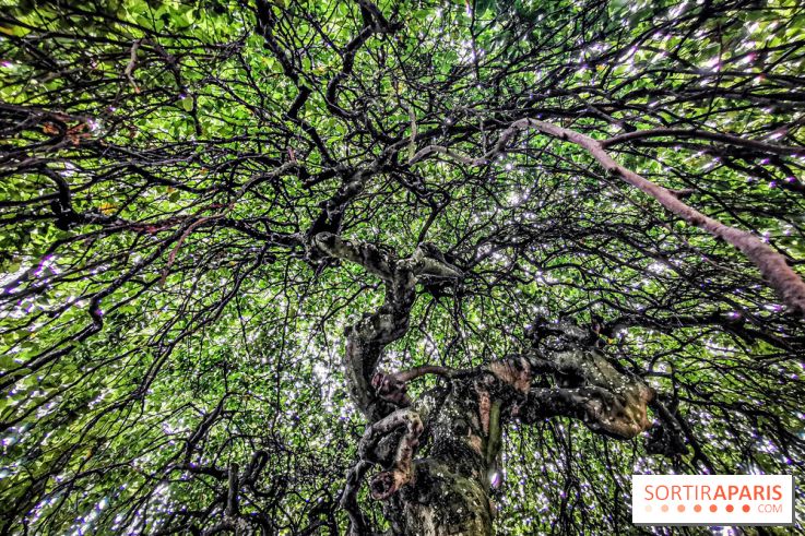 Le parcours des Arbres Admirables dans le domaine du château de Versailles