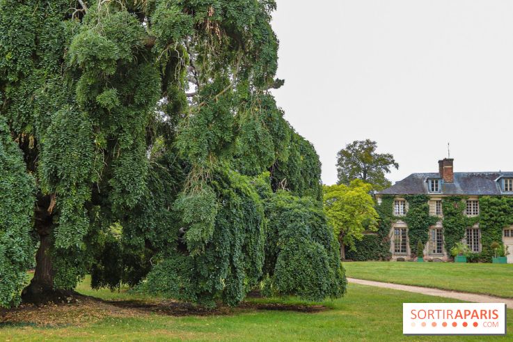 Le parcours des Arbres Admirables dans le domaine du château de Versailles