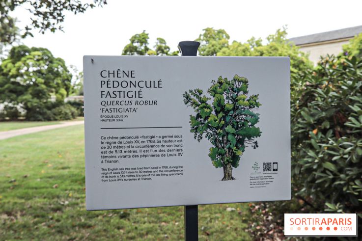 Le parcours des Arbres Admirables dans le domaine du château de Versailles