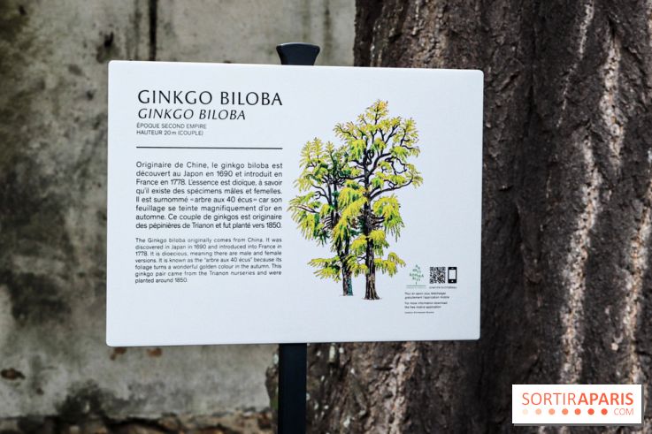Le parcours des Arbres Admirables dans le domaine du château de Versailles