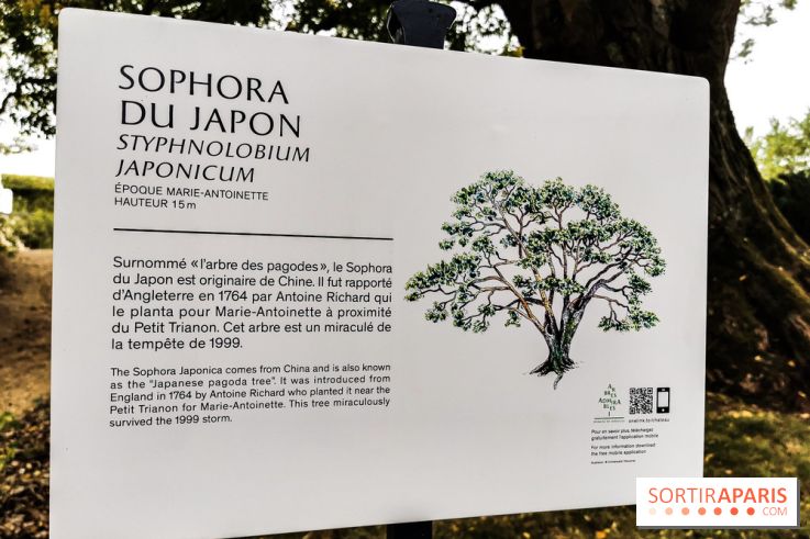 Le parcours des Arbres Admirables dans le domaine du château de Versailles