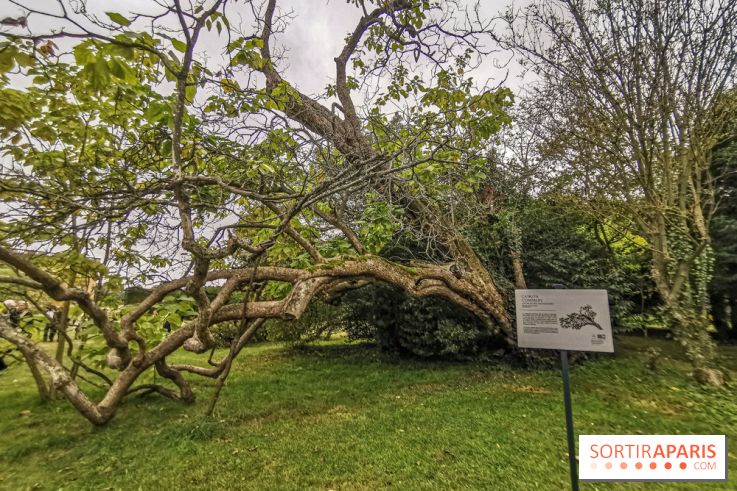 Le parcours des Arbres Admirables dans le domaine du château de Versailles