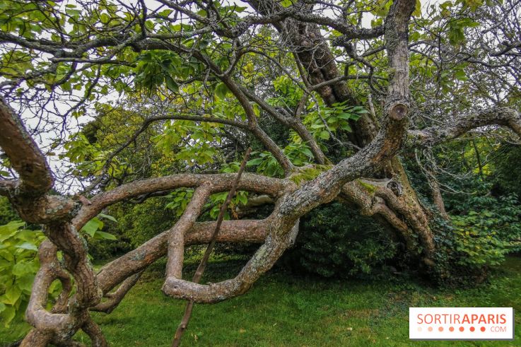 Le parcours des Arbres Admirables dans le domaine du château de Versailles