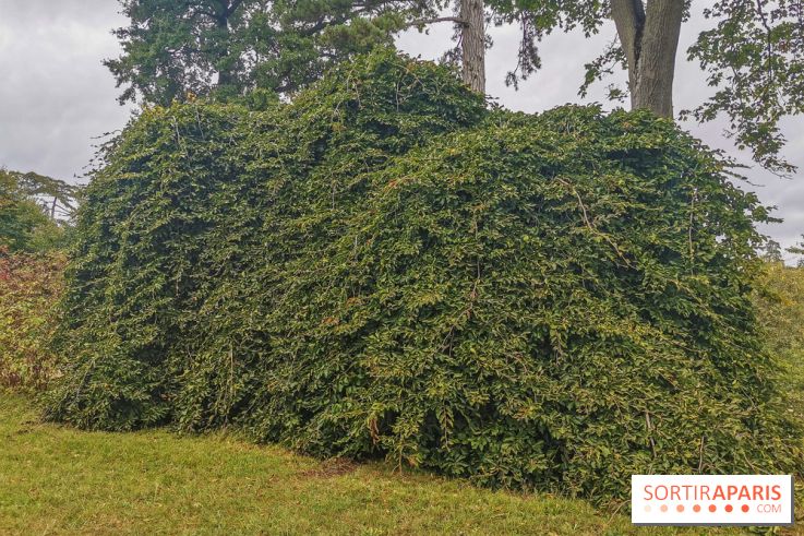 Le parcours des Arbres Admirables dans le domaine du château de Versailles