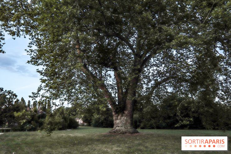 Le parcours des Arbres Admirables dans le domaine du château de Versailles