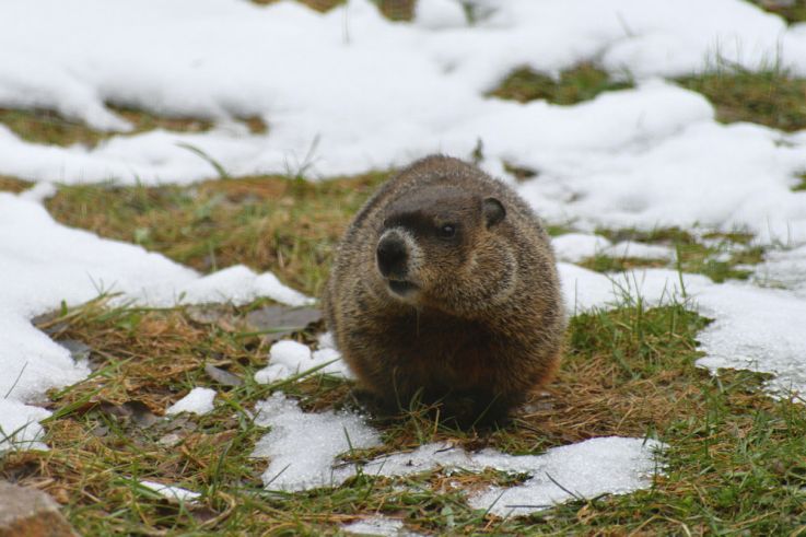 Encore six semaines d'hiver : les prédictions météo de Phil, la marmotte de Punxsutawney (USA)