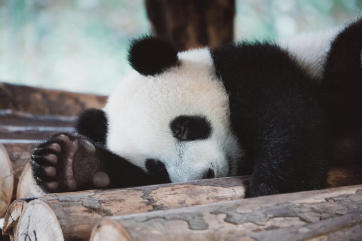Zoo de Beauval : le nom des jumelles panda dévoilé aujourd'hui !