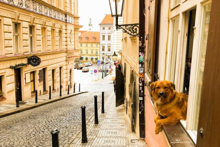 Présidentielles 2022 : peut-on se rendre au bureau de vote avec un enfant ou un chien ?