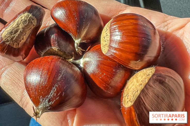 Fruit d'automne : marron ou châtaigne, comment reconnaître les fruits comestibles en forêt