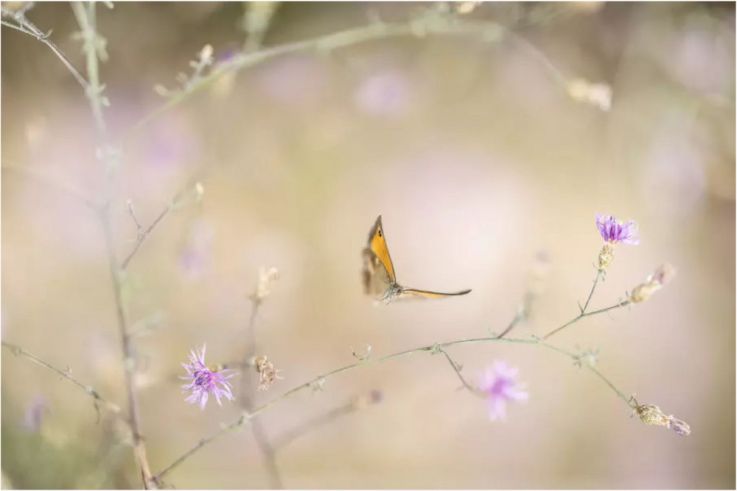 Les Mini-Voltigeurs, l'exposition photo en plein air à découvrir au Jardin des Plantes